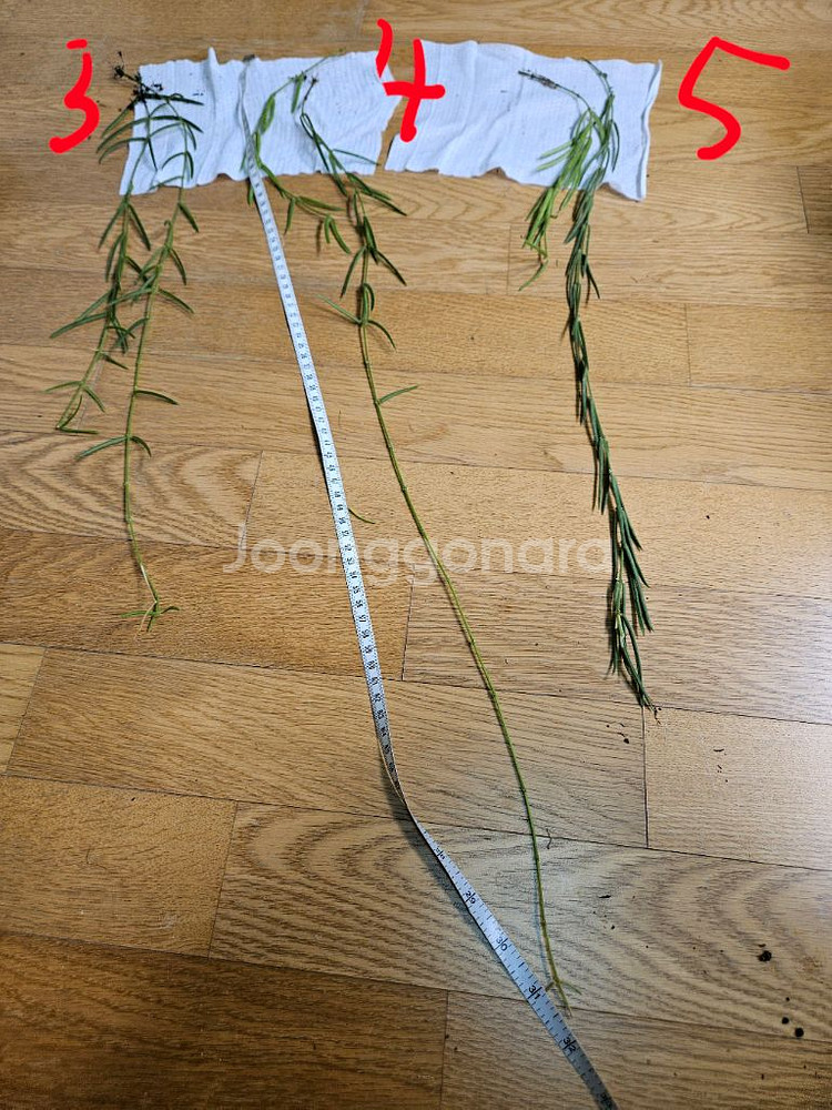 호야 리네아리스--2