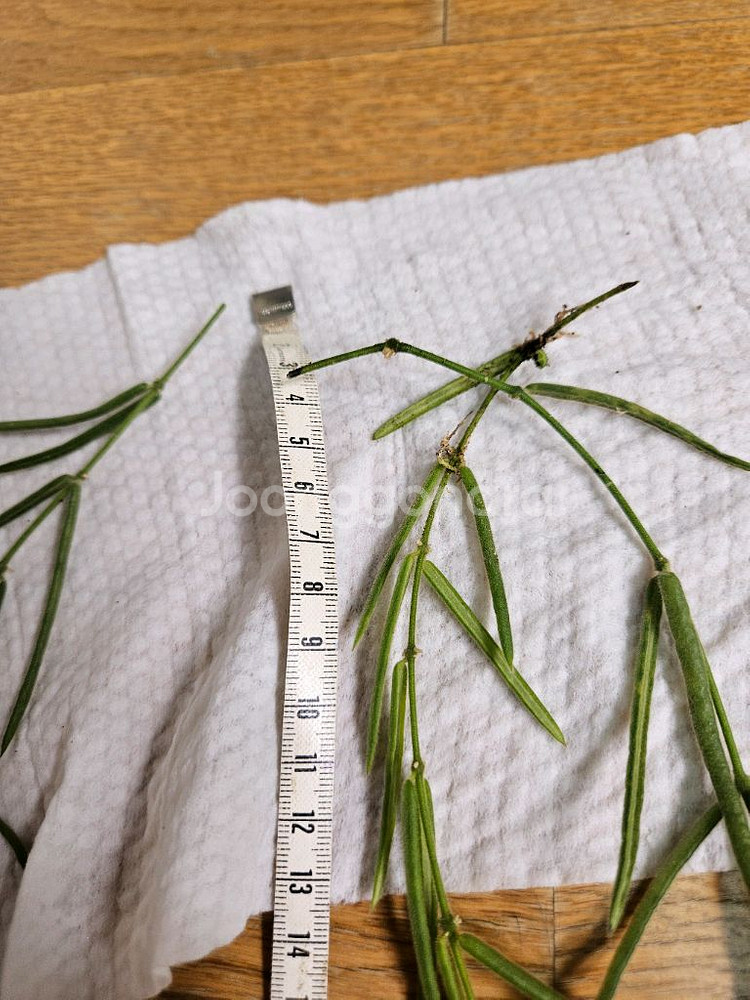 호야 리네아리스--1