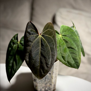 안스리움 (칼라x드레스)xfsrl