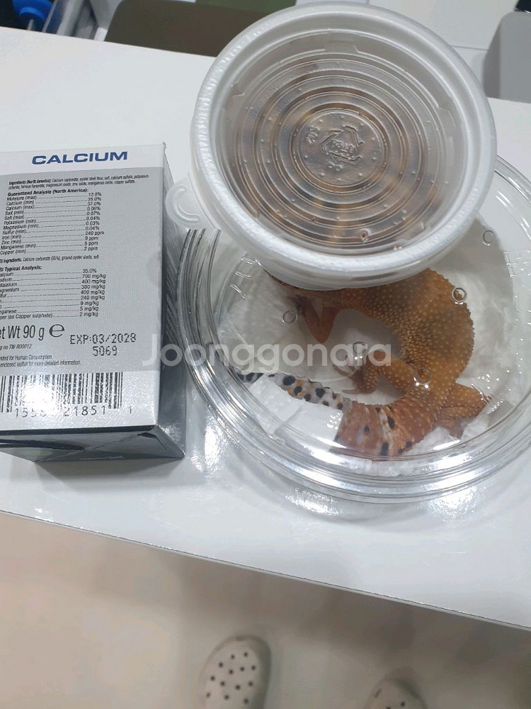 레오파드게코 삽니다--0