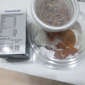 레오파드게코 삽니다