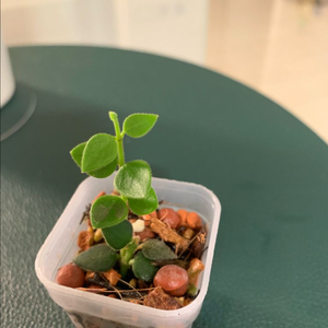 호야 칭흥엔시스