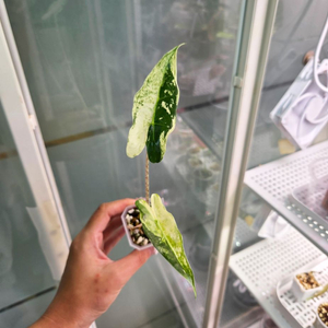 알로카시아 사리안 바리에가타