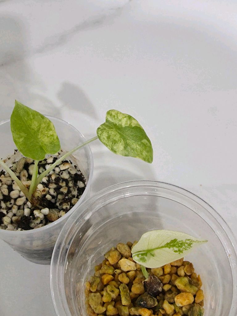 알로카시아 롱기로바 바리에가타 화이트/옐로우 셋트