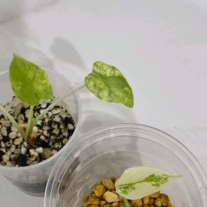 알로카시아 롱기로바 바리에가타 화이트/옐로우 셋트