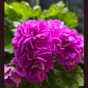 러시아제라늄 uv에이바