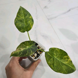 알로카시아 레갈쉴즈 바리에가타 옐로우