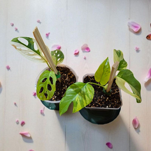 식물4종 일괄 (옐로우히메, 무늬아단소니,핑크프린세스,