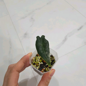 알로카시아 노빌리스 핑크바리에가타