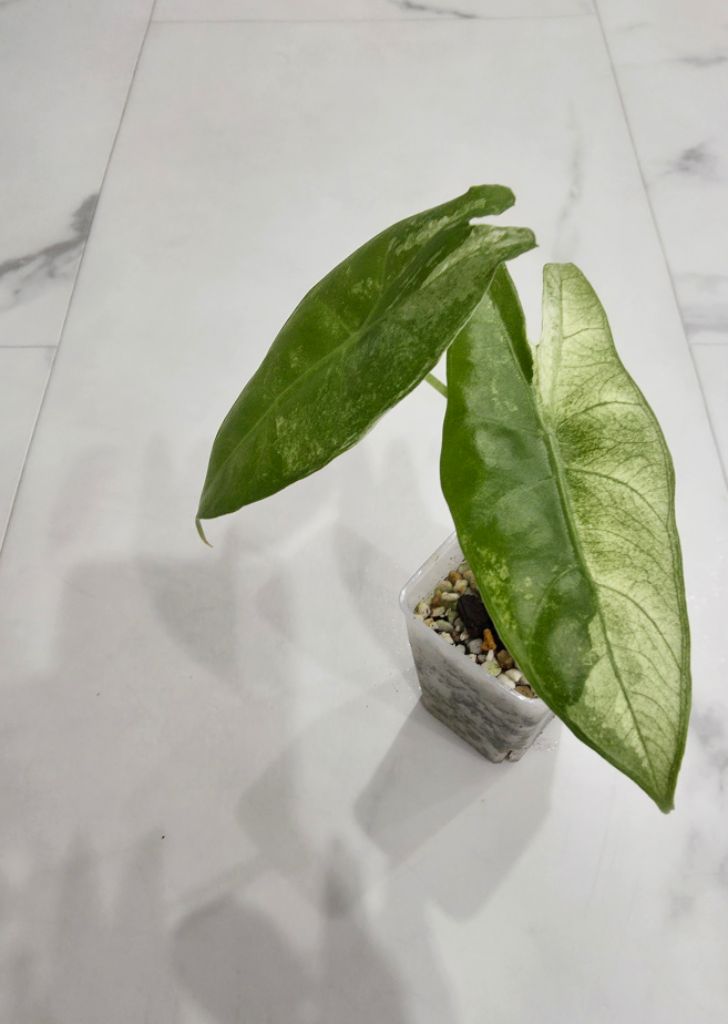 알로카시아 롱기로바 화이트 바리에가타