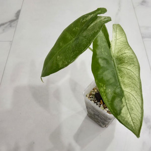 알로카시아 롱기로바 화이트 바리에가타