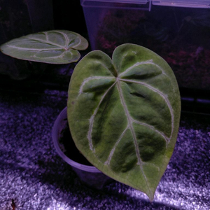 Anthurium magnificum 안스리움