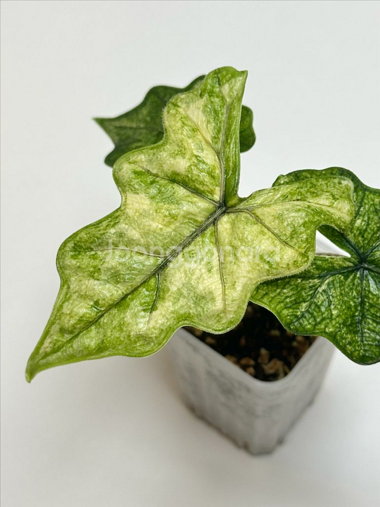 알로카시아 잭클린 미스틱 바리에가타--0