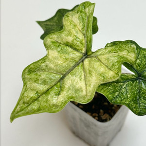 알로카시아 잭클린 미스틱 바리에가타