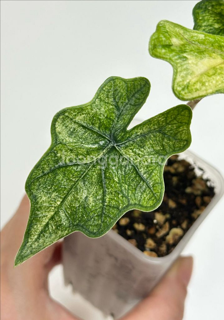 알로카시아 잭클린 미스틱 바리에가타--2