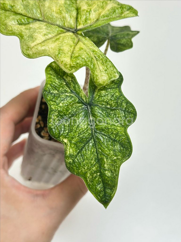 알로카시아 잭클린 미스틱 바리에가타--3