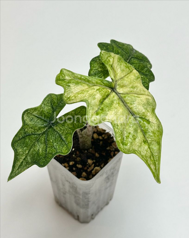 알로카시아 잭클린 미스틱 바리에가타--1