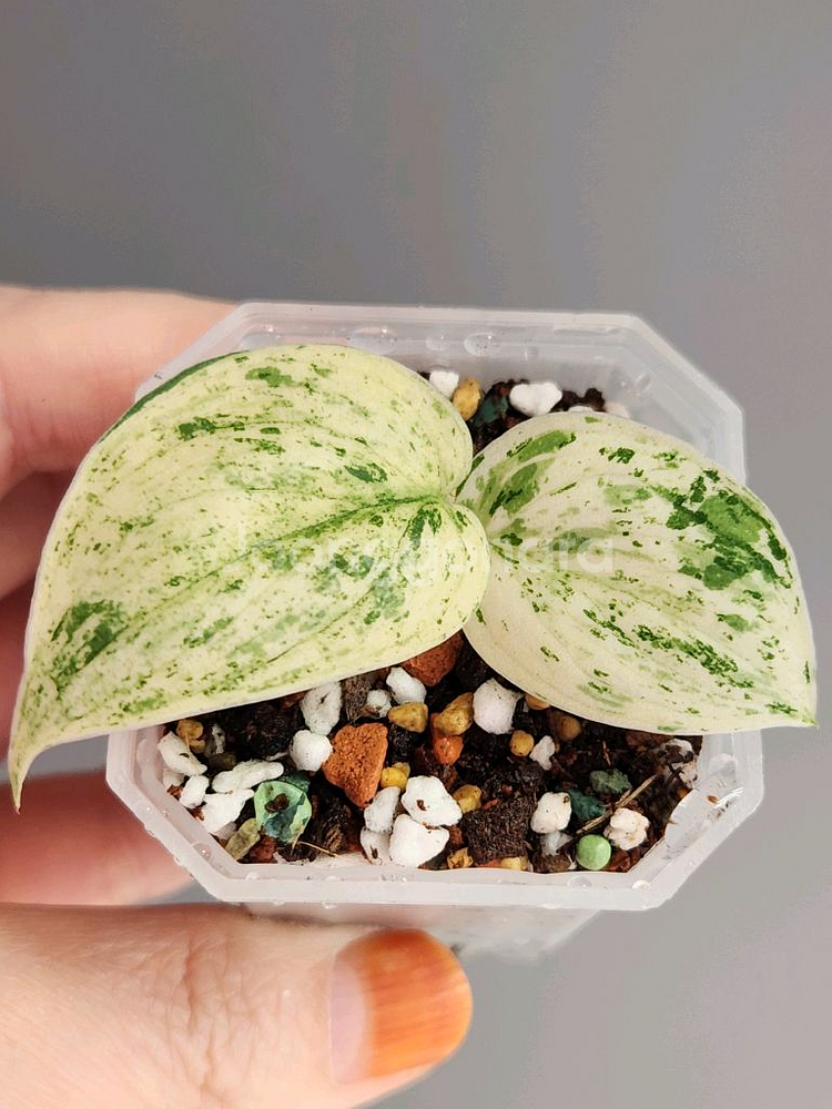 스킨답서스 할리문--3