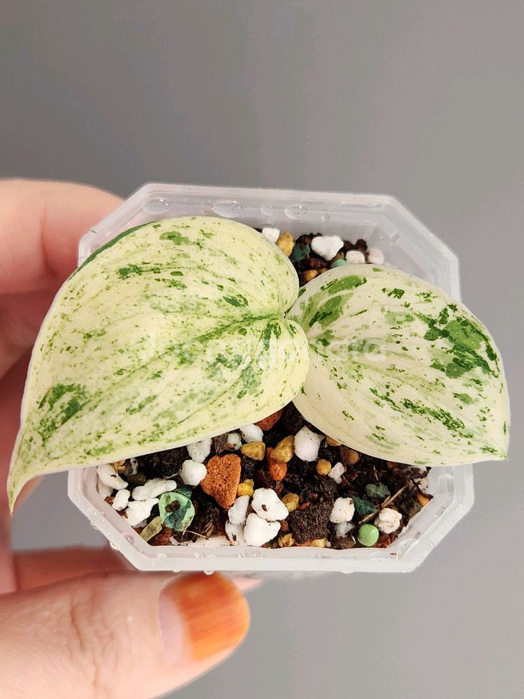 스킨답서스 할리문--0