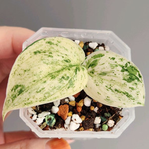 스킨답서스 할리문