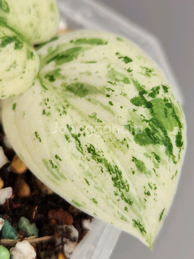 스킨답서스 할리문--2