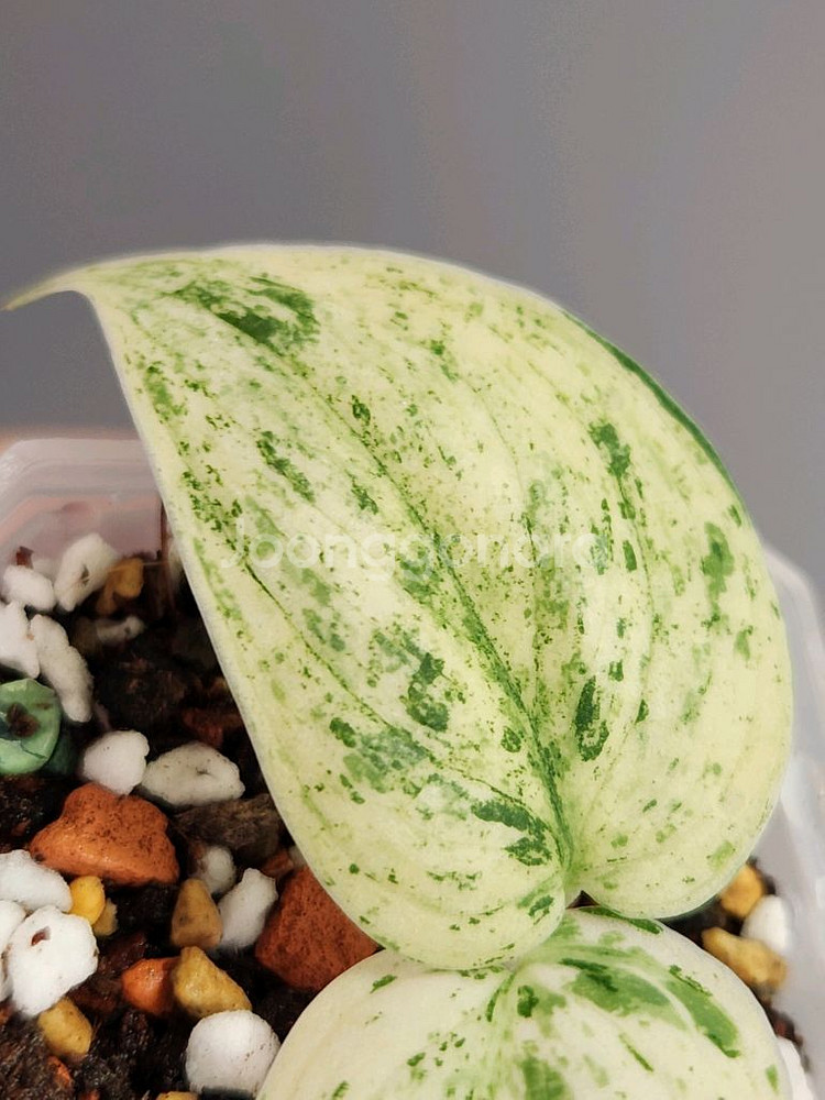 스킨답서스 할리문--1