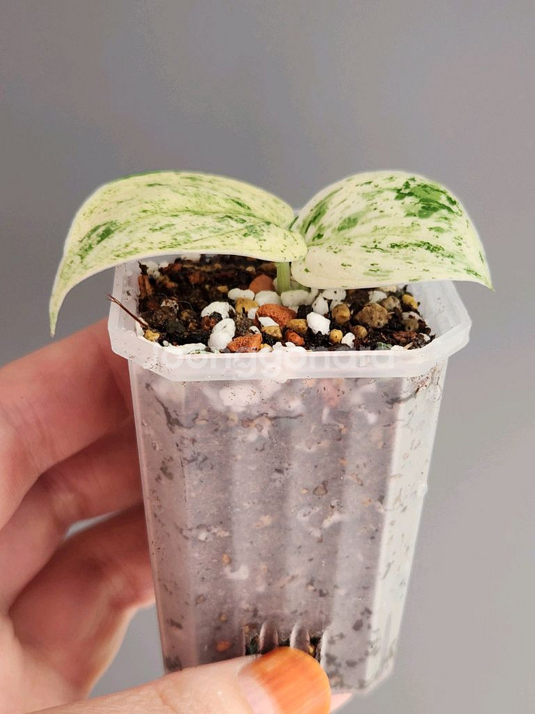 스킨답서스 할리문--4