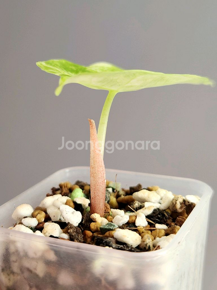 알로카시아 핑크드래곤 화이트 바리에가타 핑크백--2