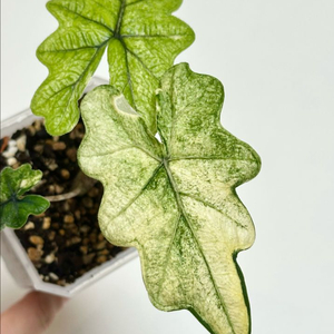 알로카시아 잭클린 미스틱 바리에가타