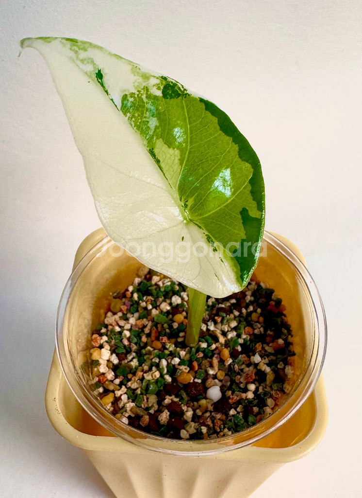 알로카시아 심포 화이트 알보 바리에가타--0