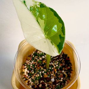 알로카시아 심포 화이트 알보 바리에가타