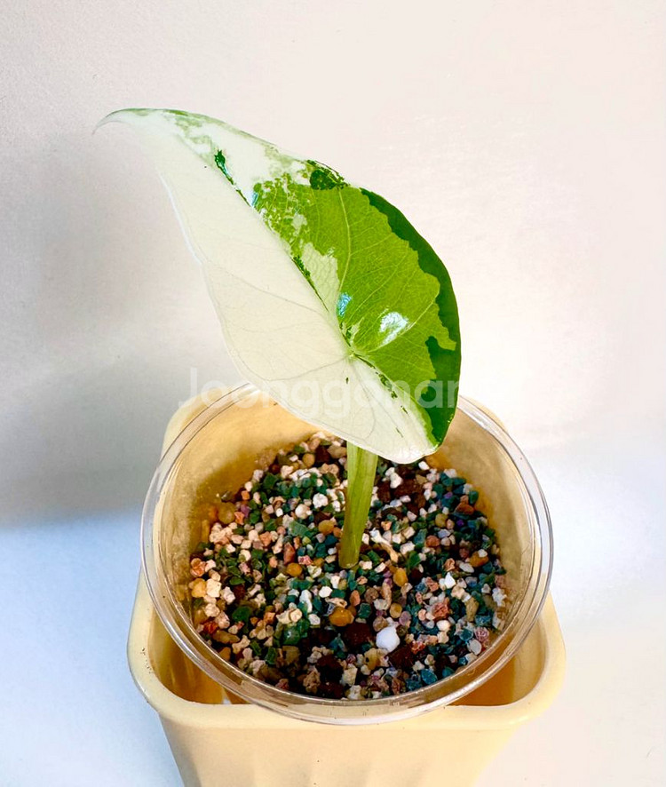 알로카시아 심포 화이트 알보 바리에가타--1