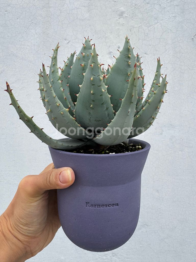 알로에 페글레레 + 카네즈센 팟--0