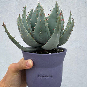 알로에 페글레레 + 카네즈센 팟