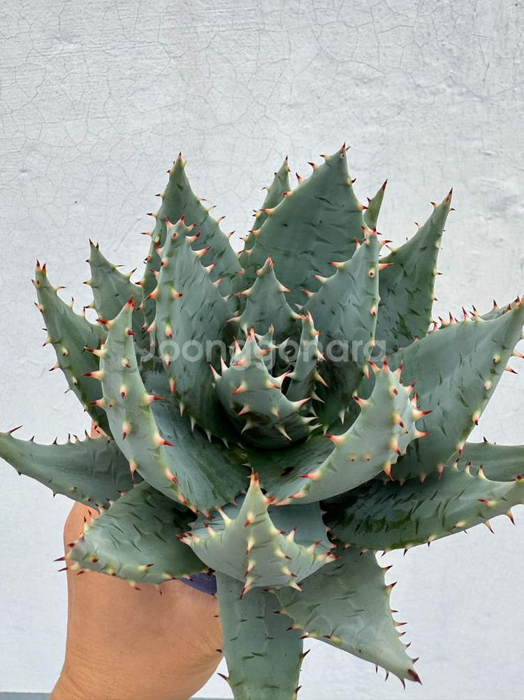 알로에 페글레레 + 카네즈센 팟--1