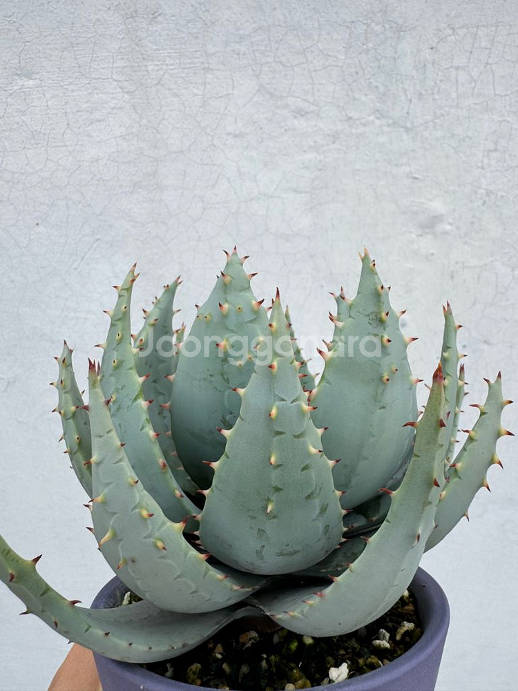 알로에 페글레레 + 카네즈센 팟--2