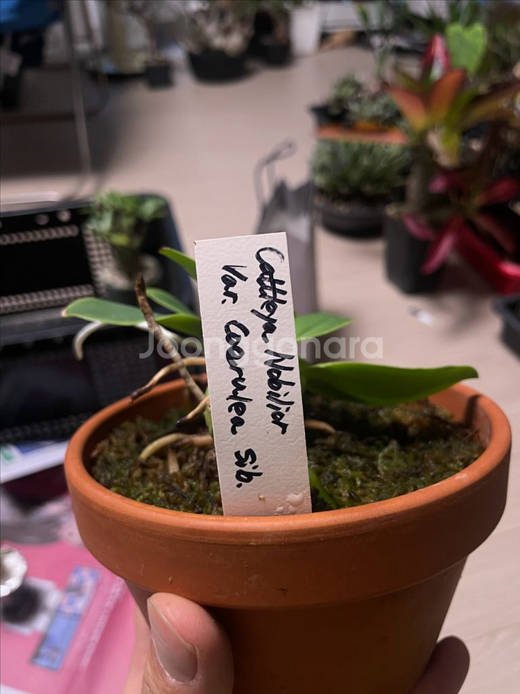 카틀레야 워크리아나, 노빌리올, 브라질리언쥬얼 분양--0