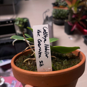 카틀레야 워크리아나, 노빌리올, 브라질리언쥬얼 분양