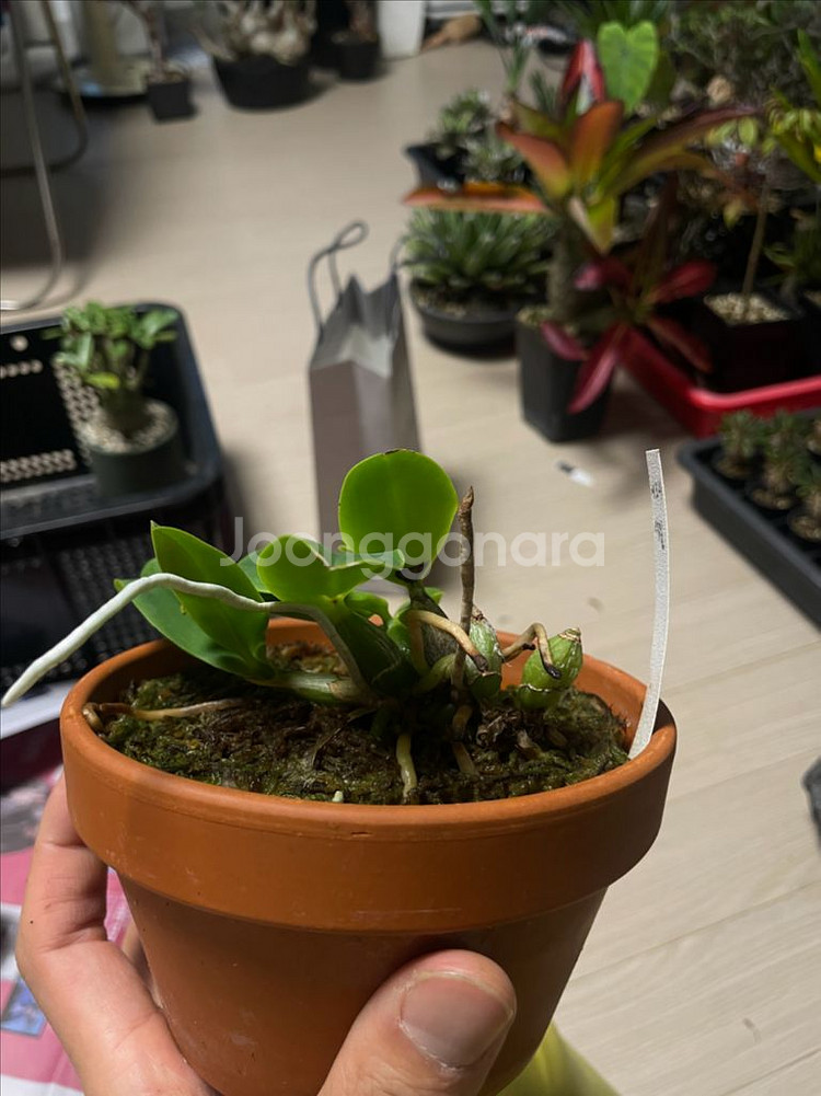 카틀레야 워크리아나, 노빌리올, 브라질리언쥬얼 분양--2