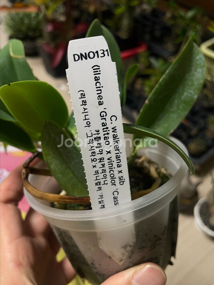 카틀레야 워크리아나, 노빌리올, 브라질리언쥬얼 분양--3