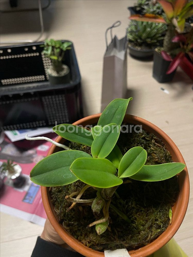 카틀레야 워크리아나, 노빌리올, 브라질리언쥬얼 분양--1