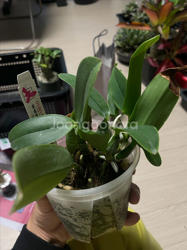 카틀레야 워크리아나, 노빌리올, 브라질리언쥬얼 분양--4