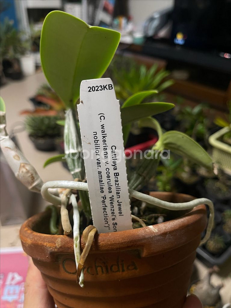 카틀레야 워크리아나, 노빌리올, 브라질리언쥬얼 분양--5