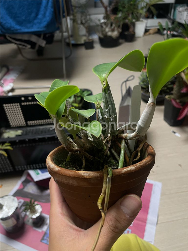 카틀레야 워크리아나, 노빌리올, 브라질리언쥬얼 분양--6