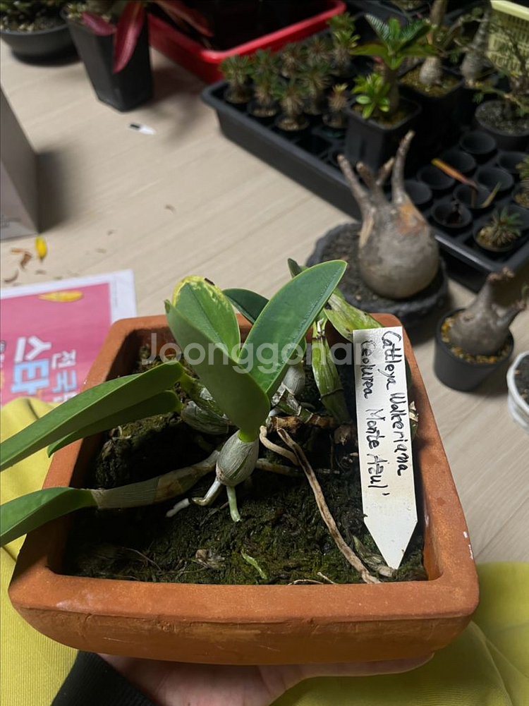 카틀레야 워크리아나, 노빌리올, 브라질리언쥬얼 분양--7