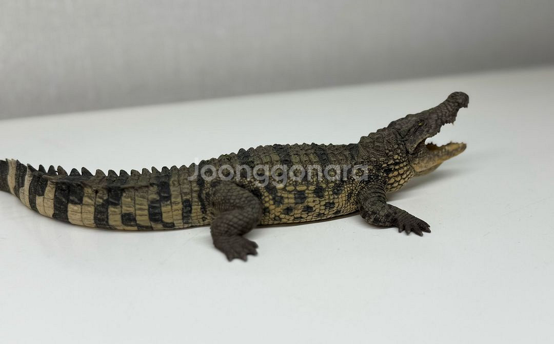 다페이 스튜디오 나일악어 피규어 악어 악어피규어--6