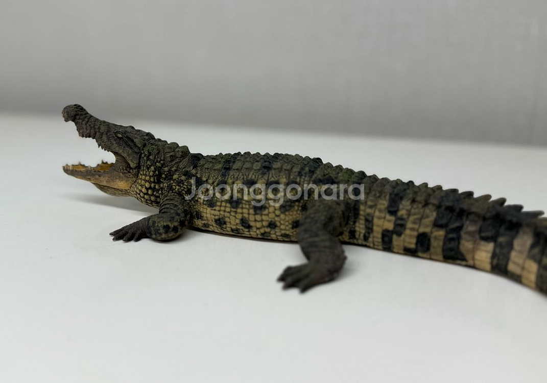 다페이 스튜디오 나일악어 피규어 악어 악어피규어--4