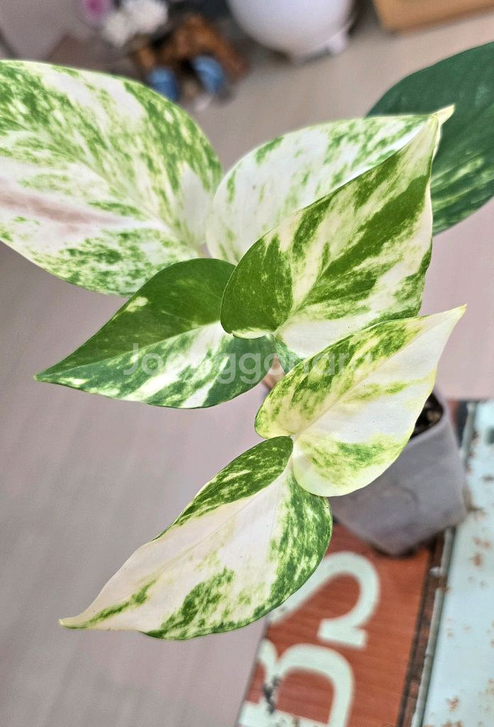 하와이안 스킨답서스--0