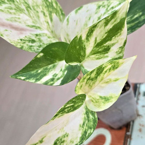 하와이안 스킨답서스