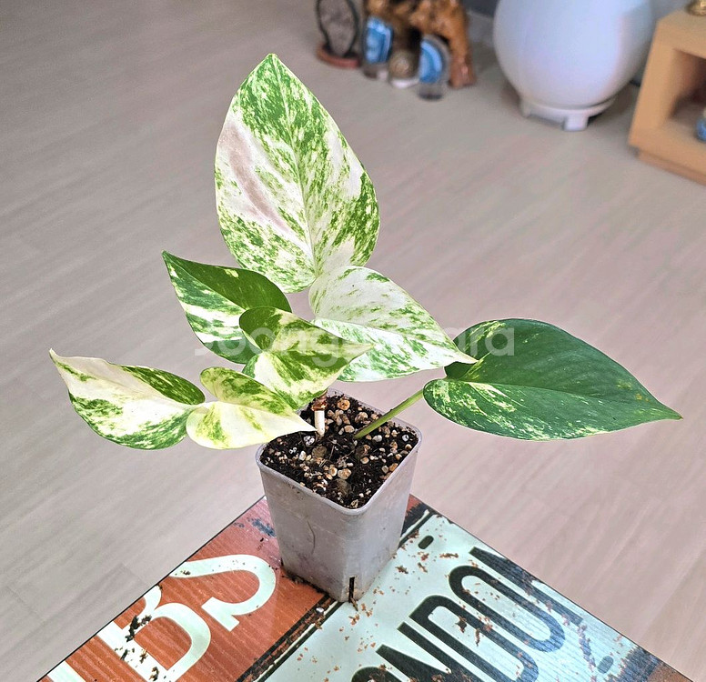 하와이안 스킨답서스--1